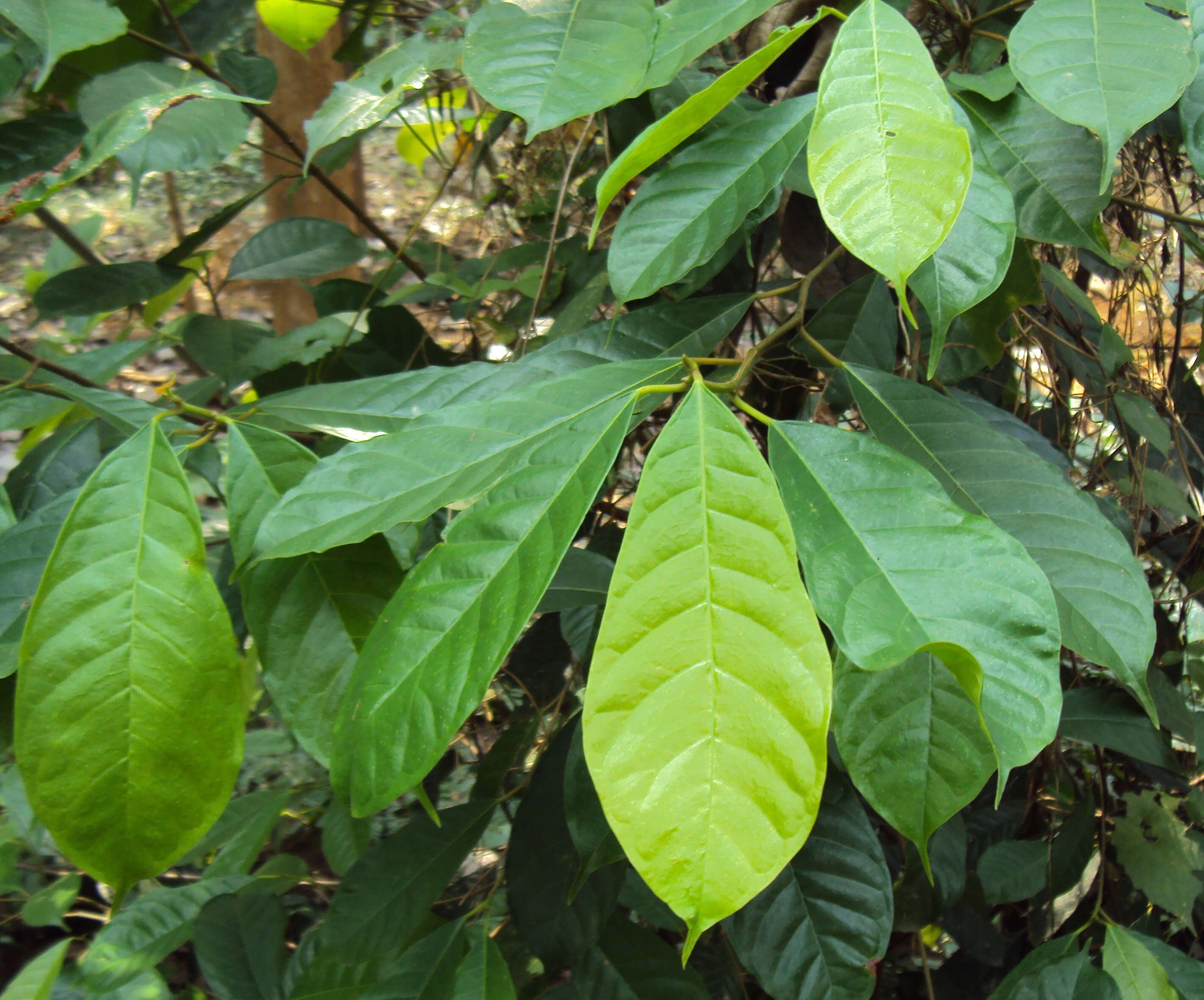 Image of Ficus nervosa Heyne ex Roth