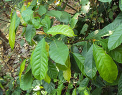 Image of Ficus nervosa Heyne ex Roth