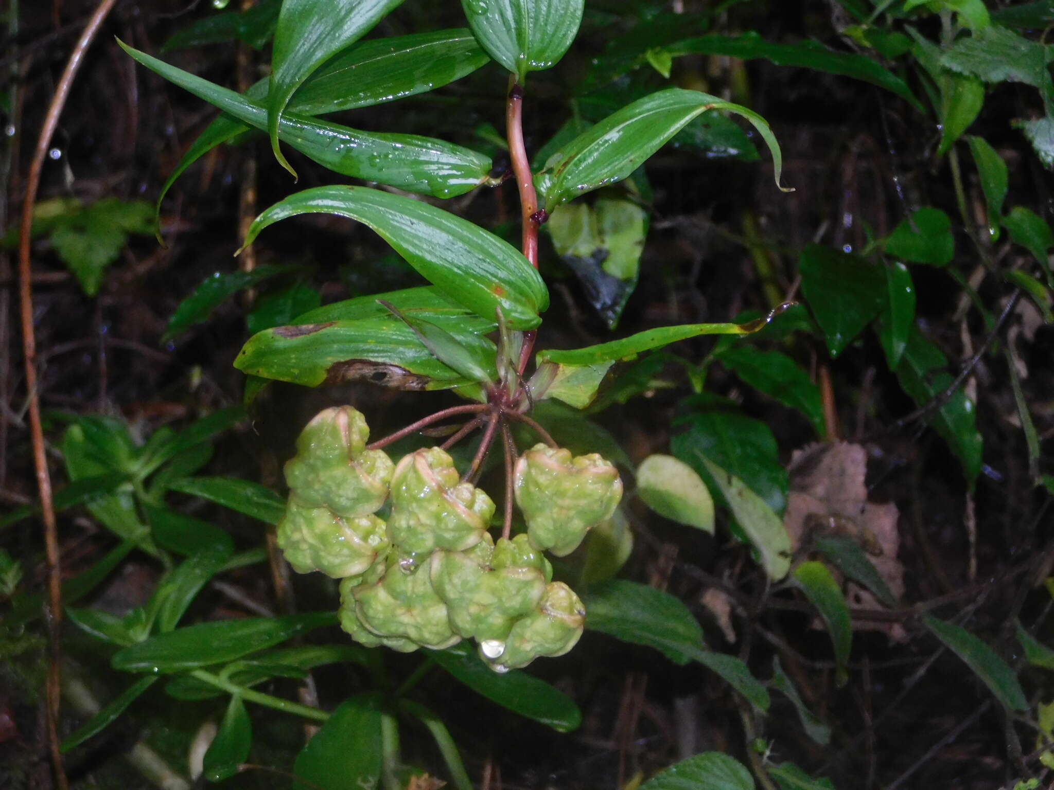 Image of Bomarea acutifolia (Link & Otto) Herb.