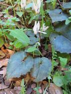 Image of Cretan cyclamen