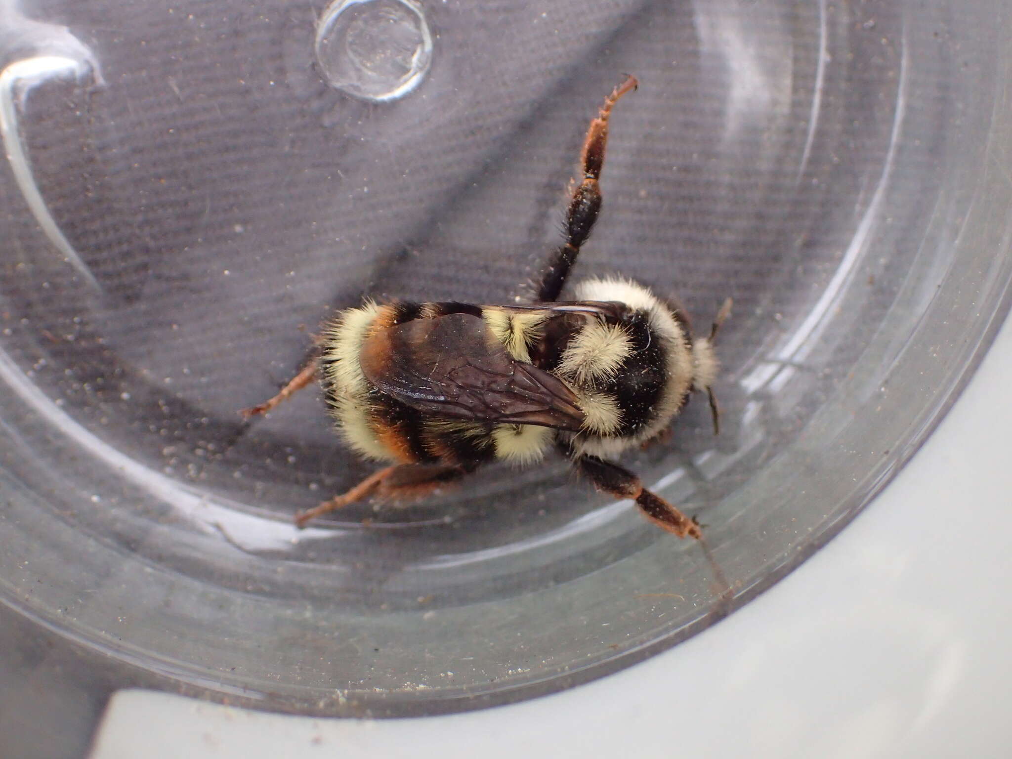 Image of Bombus vancouverensis nearcticus Handlirsch 1888