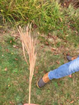 Image of bushy bluestem