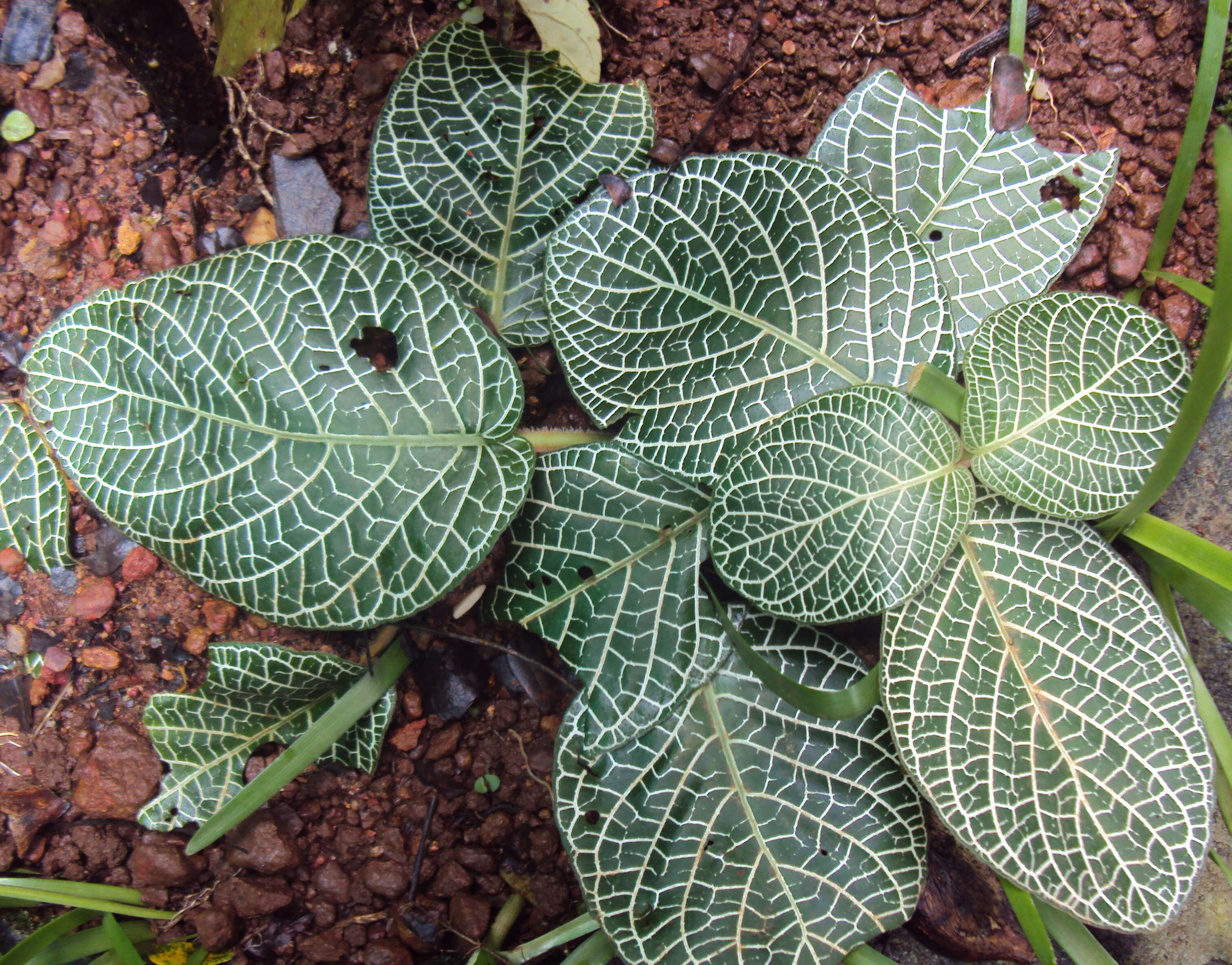 Fittonia albivenis (Lindl. ex Veitch) R. K. Brummitt resmi