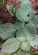 Fittonia albivenis (Lindl. ex Veitch) R. K. Brummitt resmi