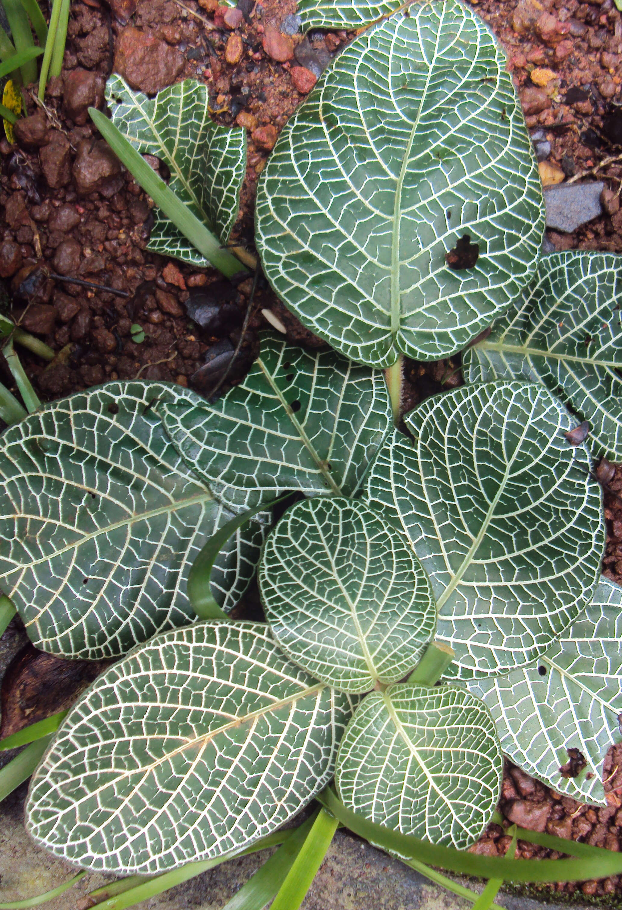 Fittonia albivenis (Lindl. ex Veitch) R. K. Brummitt resmi