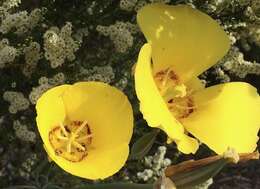 Image of goldenbowl mariposa lily