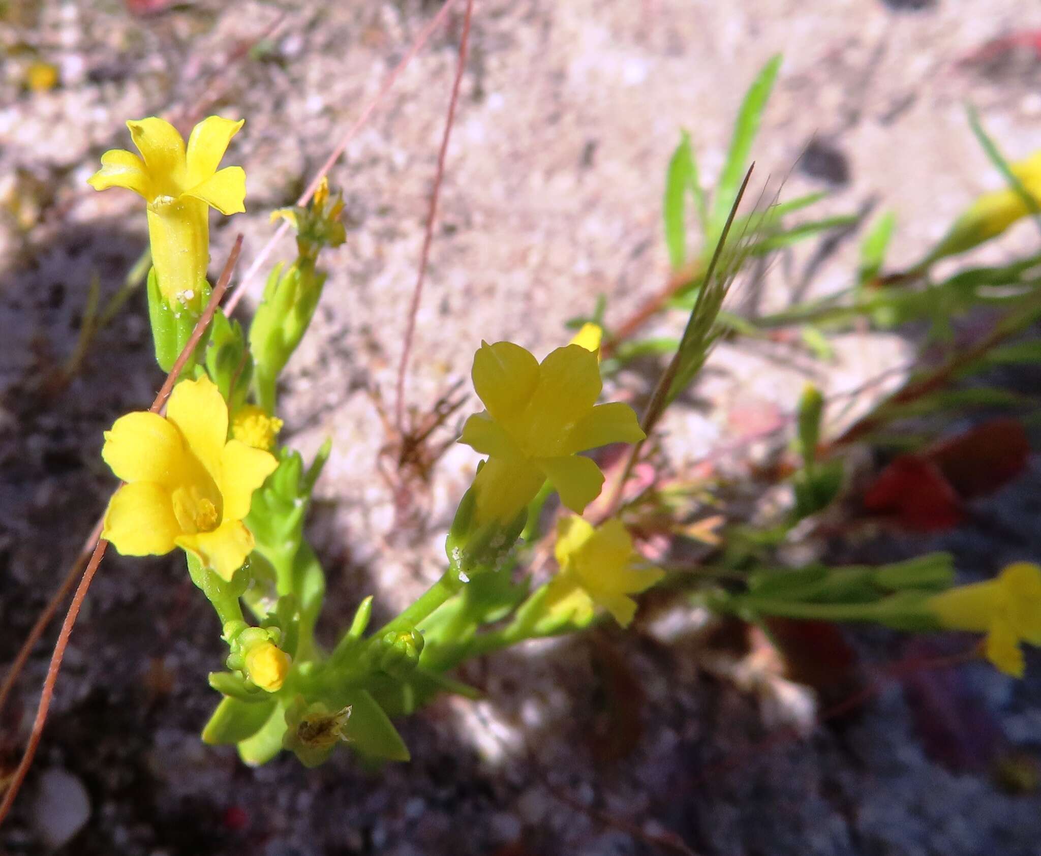 Image of Sebaea pusilla Cham.