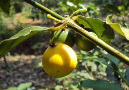 Image de Garcinia intermedia (Pittier) B. Hammel