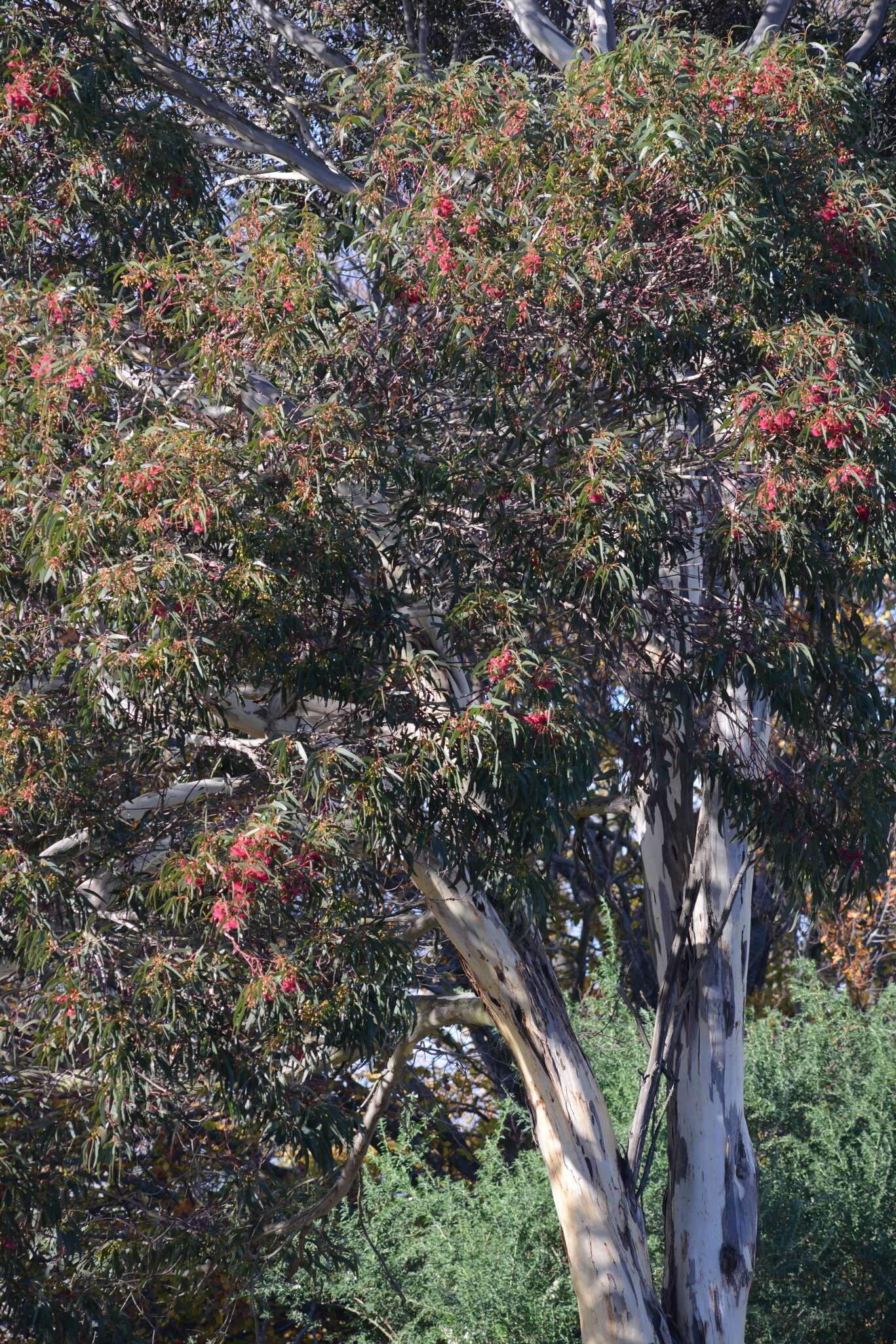 Image de Eucalyptus leucoxylon F. Müll.