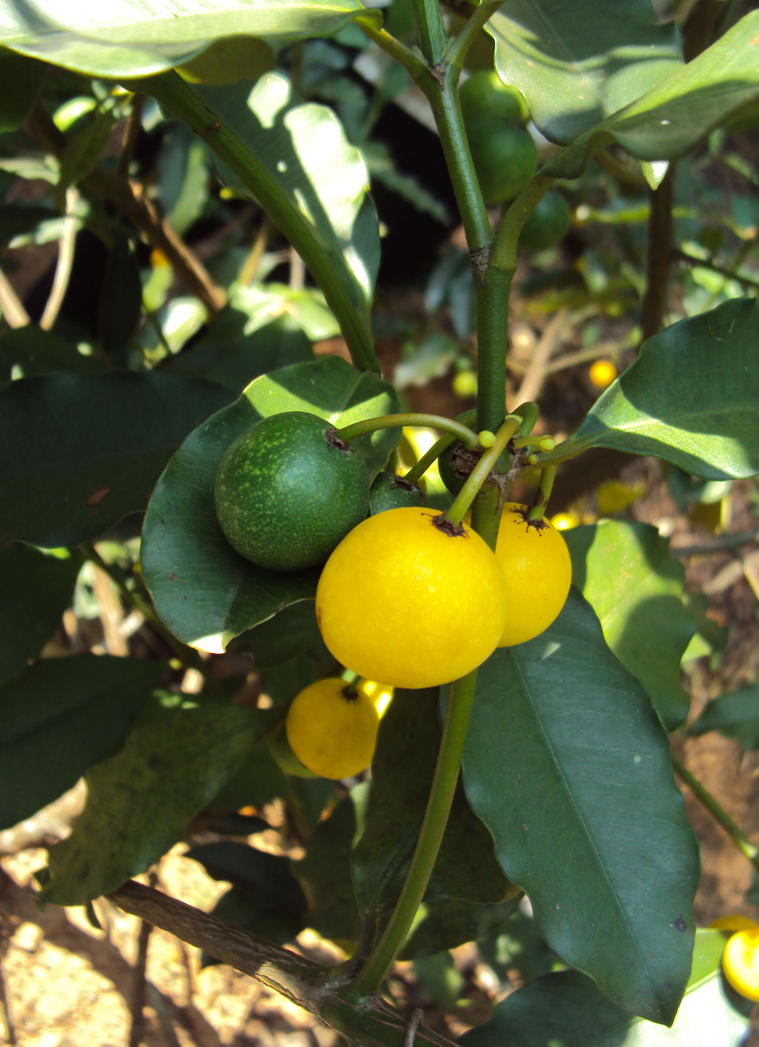 Image de Garcinia intermedia (Pittier) B. Hammel