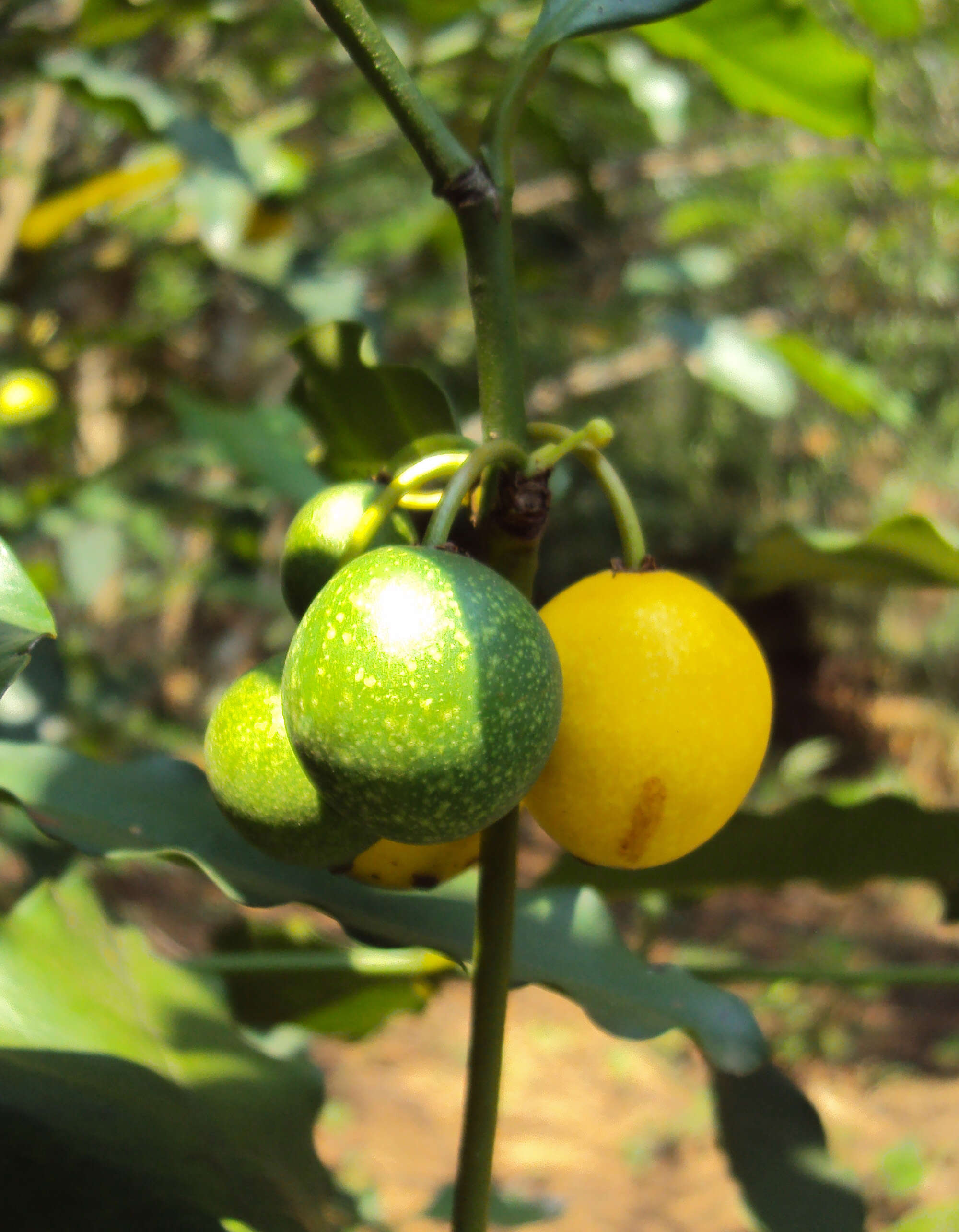 Image de Garcinia intermedia (Pittier) B. Hammel