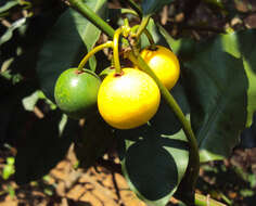 Image de Garcinia intermedia (Pittier) B. Hammel