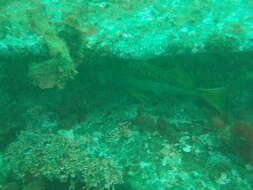 Image of Yellowtail rockfish