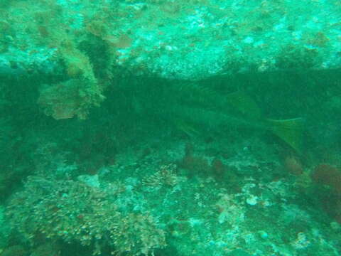 Image of Yellowtail rockfish