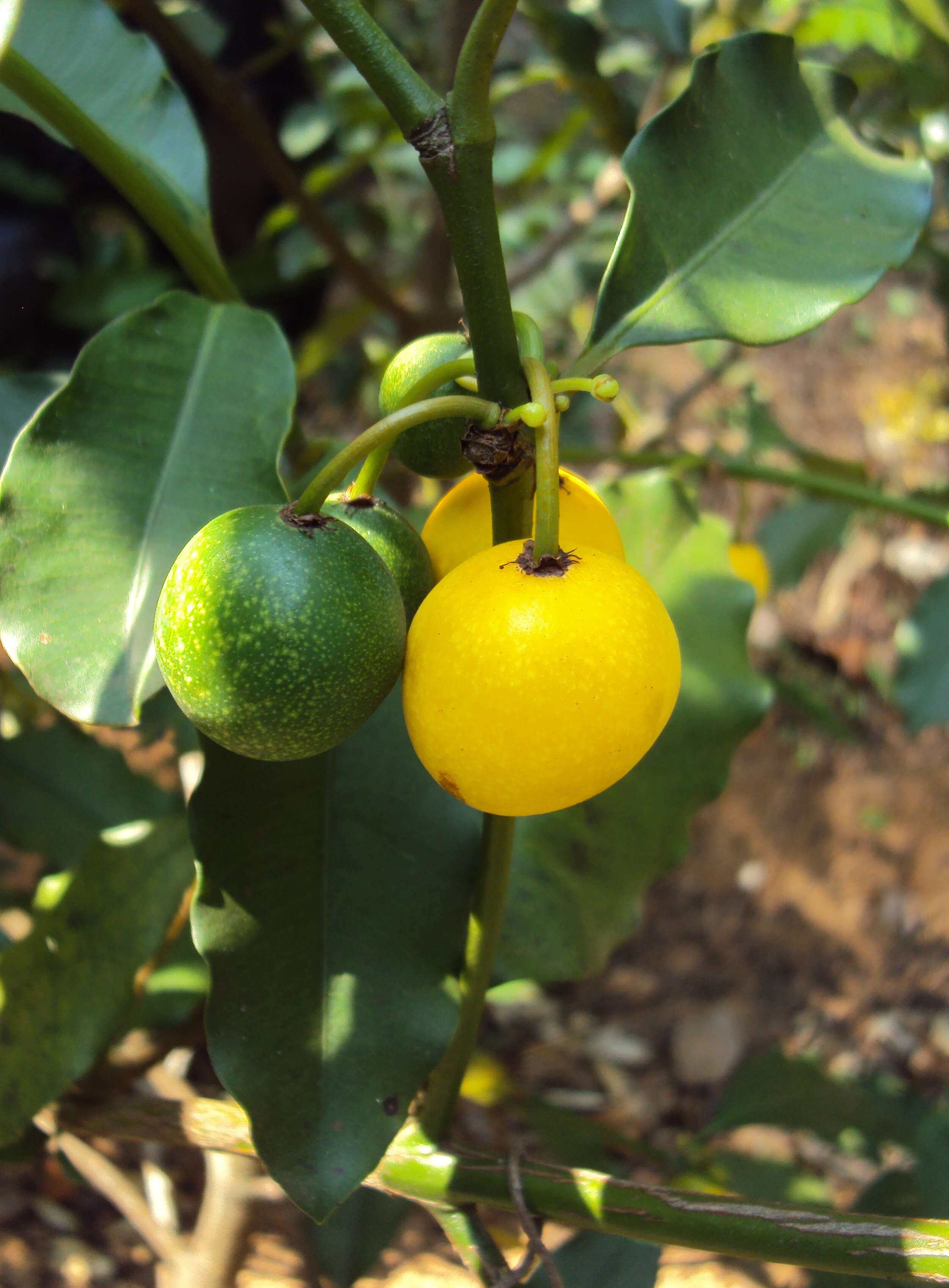 Image de Garcinia intermedia (Pittier) B. Hammel