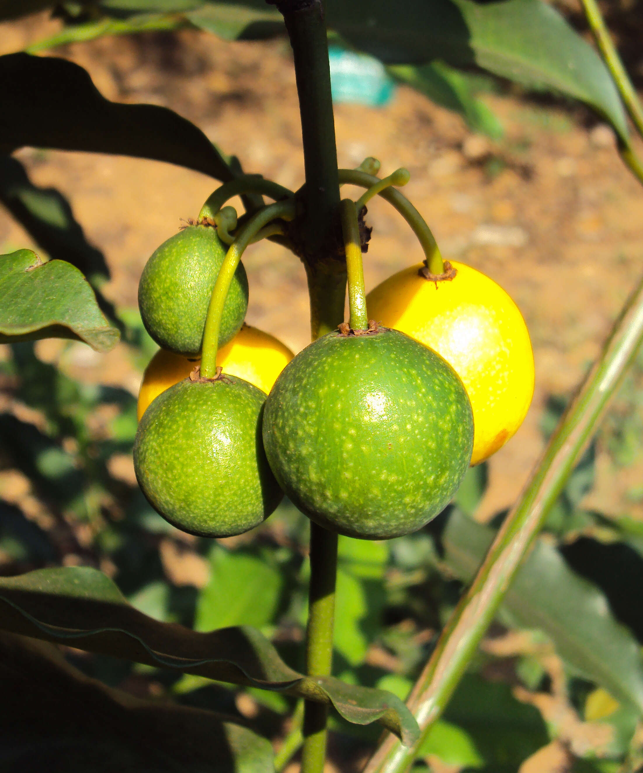 Image de Garcinia intermedia (Pittier) B. Hammel