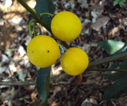 Image de Garcinia intermedia (Pittier) B. Hammel