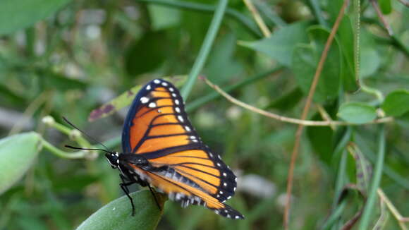 Image of Limenitis archippus hoffmanni Chermock 1947