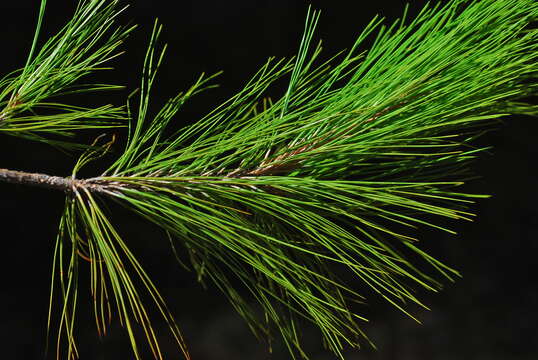 Image of Herrera's Pine