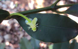 Image de Garcinia intermedia (Pittier) B. Hammel