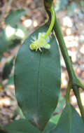 Image de Garcinia intermedia (Pittier) B. Hammel