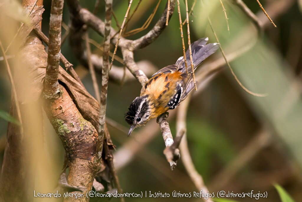 Image of Ferruginous Antbird