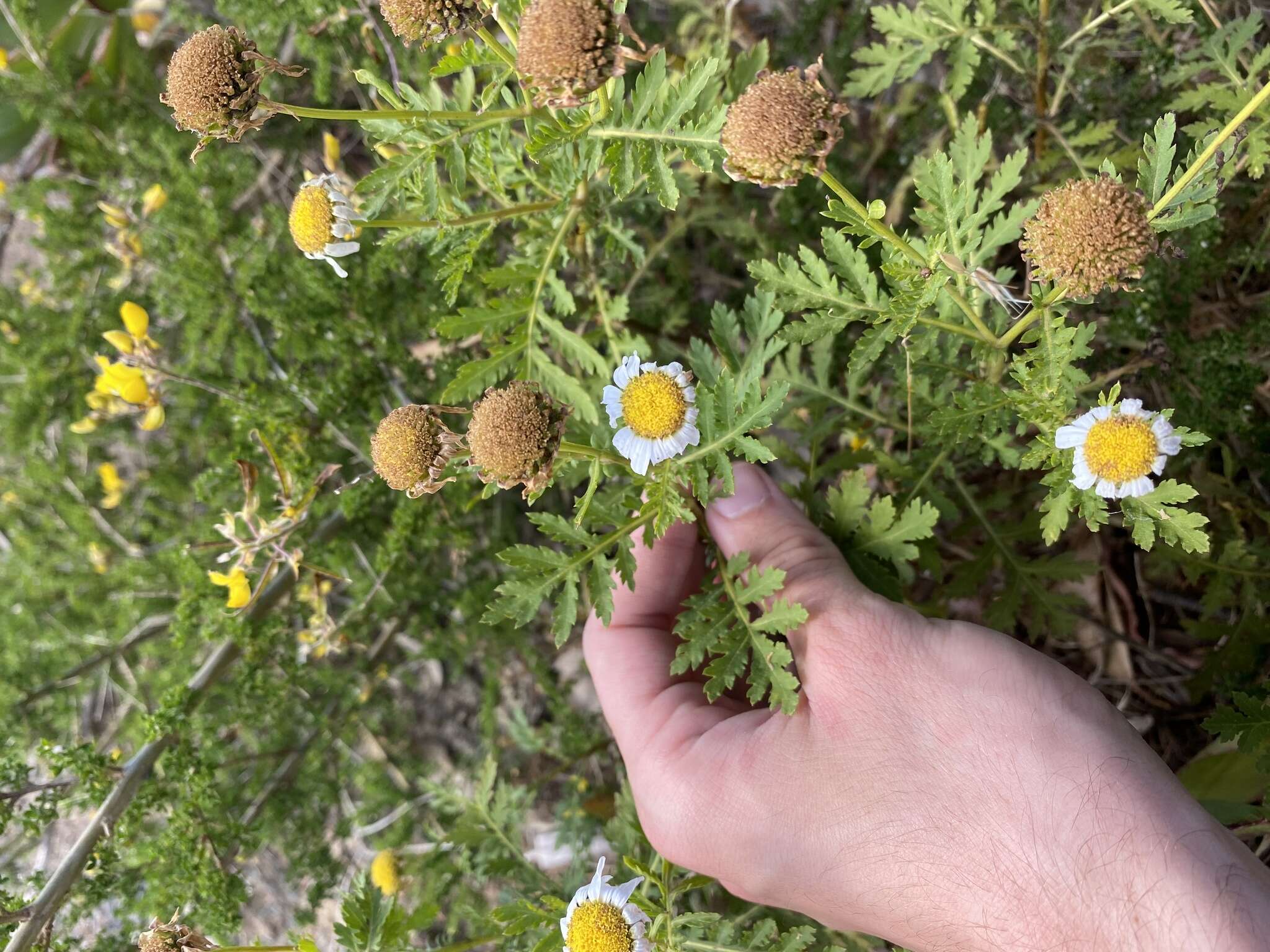 Plancia ëd Argyranthemum broussonetii (Pers.) C. J. Humphries