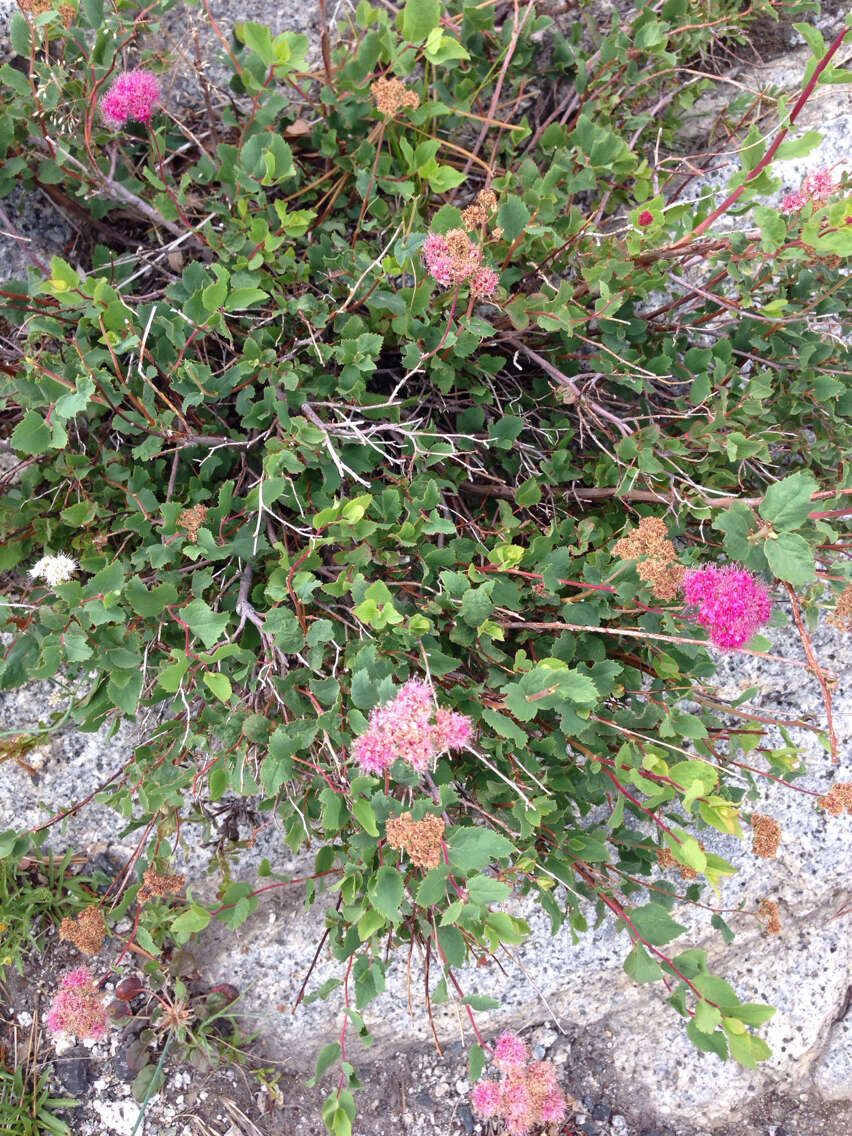 Image of rose meadowsweet