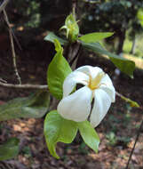 Image de Gardenia gummifera L. fil.