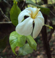 Image de Gardenia gummifera L. fil.