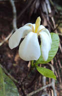 Image de Gardenia gummifera L. fil.