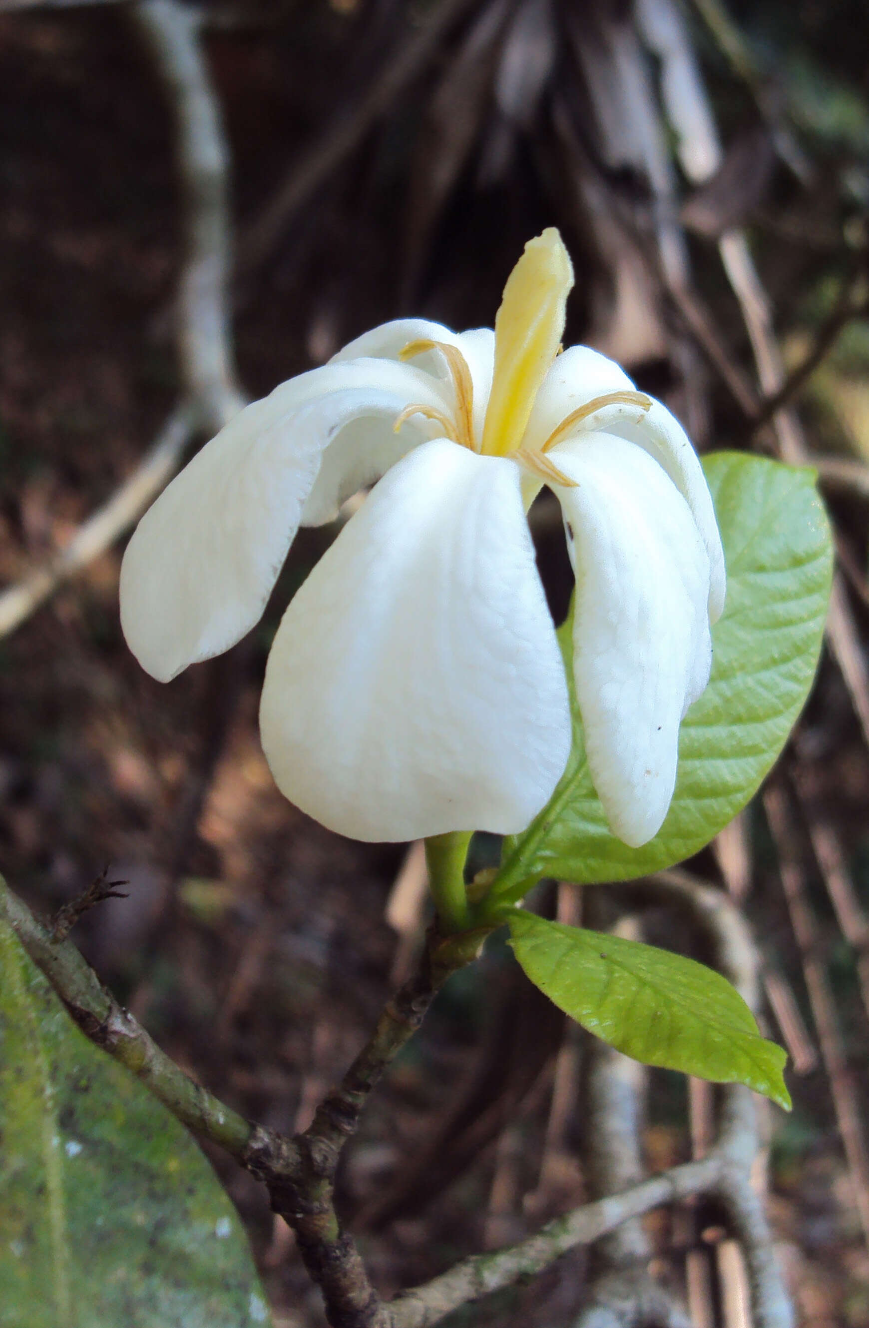 Image de Gardenia gummifera L. fil.