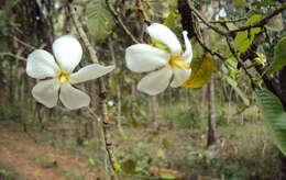 Image de Gardenia gummifera L. fil.