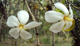 Image de Gardenia gummifera L. fil.