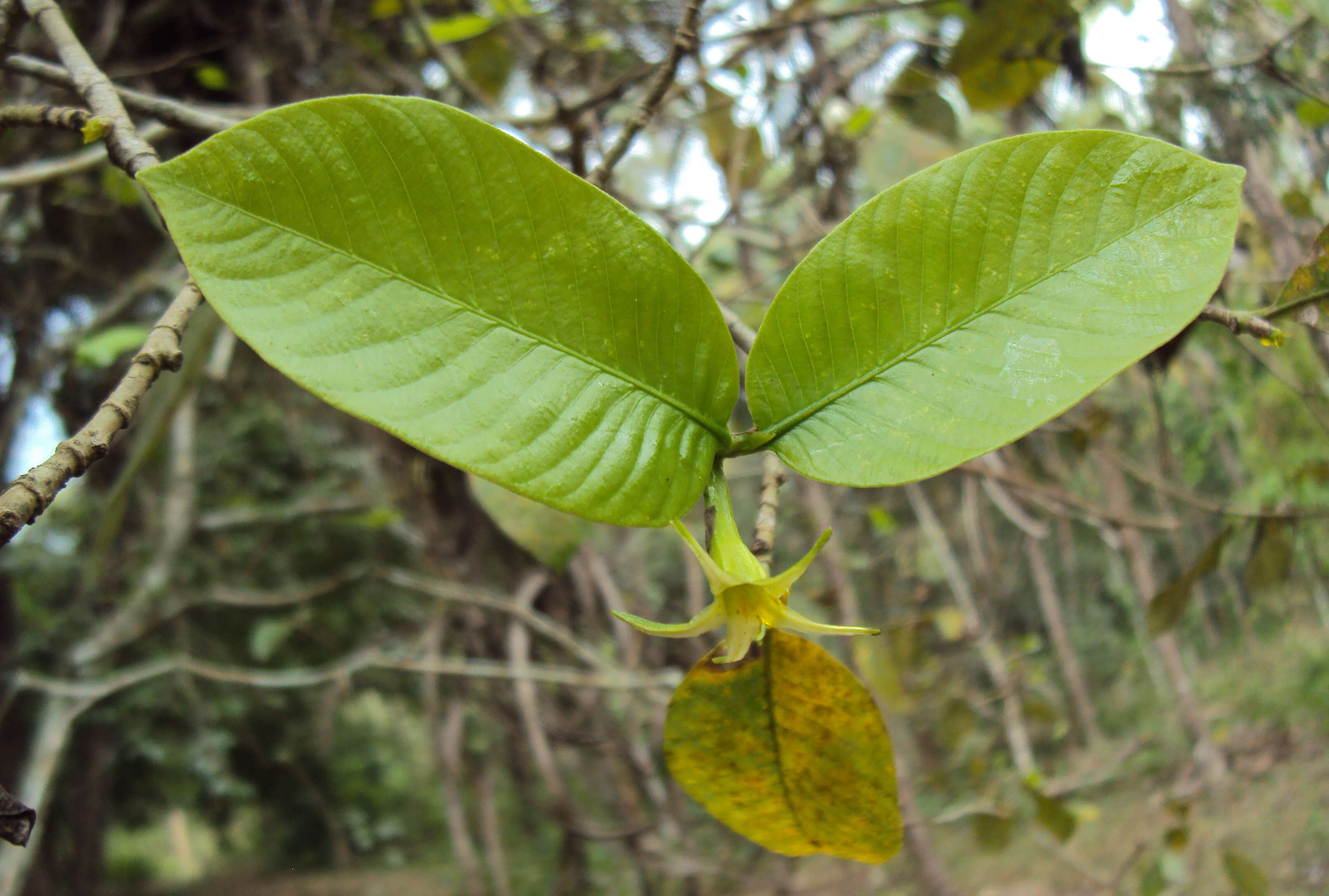 Image de Gardenia gummifera L. fil.