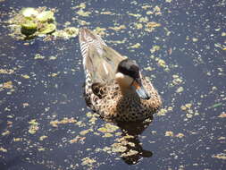 صورة Spatula versicolor (Vieillot 1816)