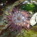 Image of incubating anemone