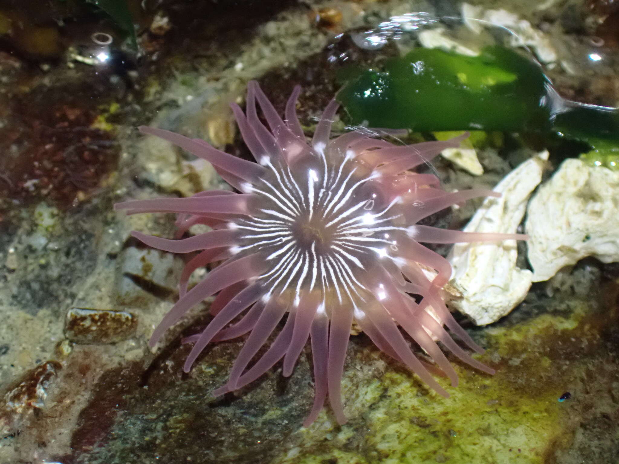 Image of incubating anemone