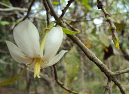 Image de Gardenia gummifera L. fil.