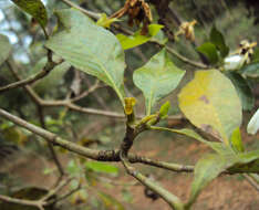 Image de Gardenia gummifera L. fil.