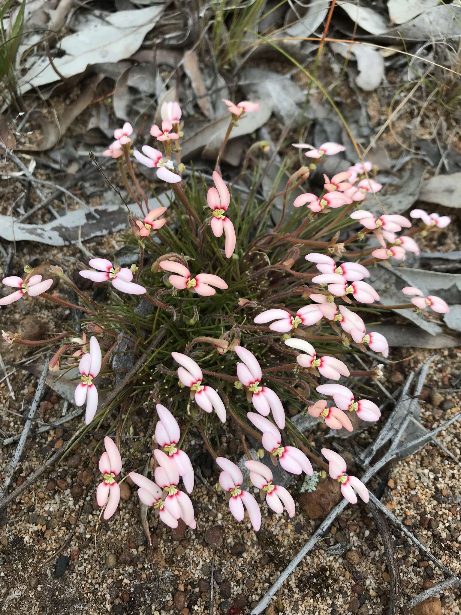 Image of Stylidium uniflorum subsp. uniflorum