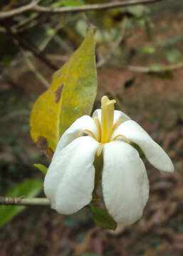 Image de Gardenia gummifera L. fil.