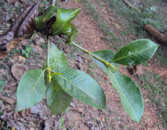 Image de Gardenia gummifera L. fil.