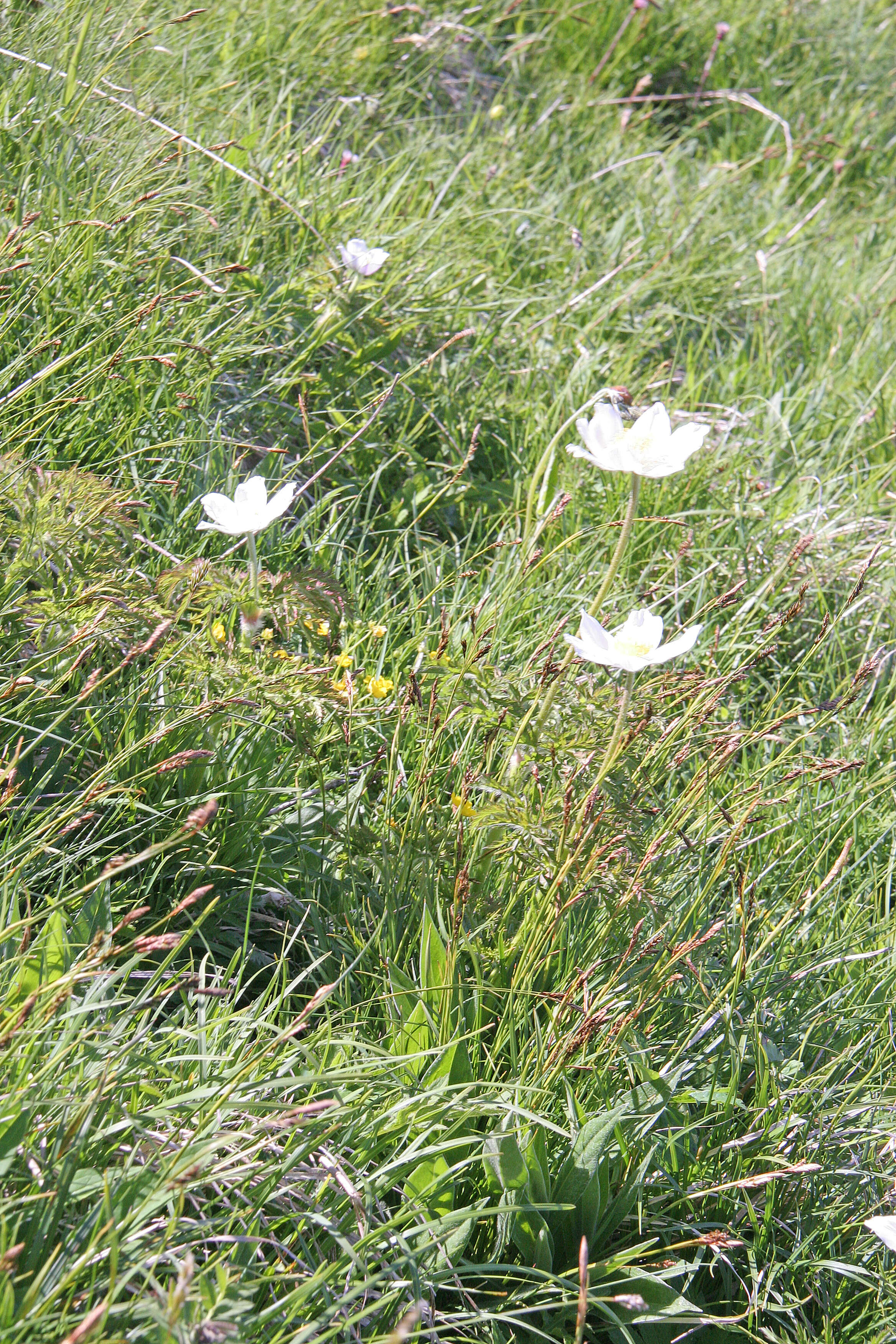 Image de Pulsatille des Alpes