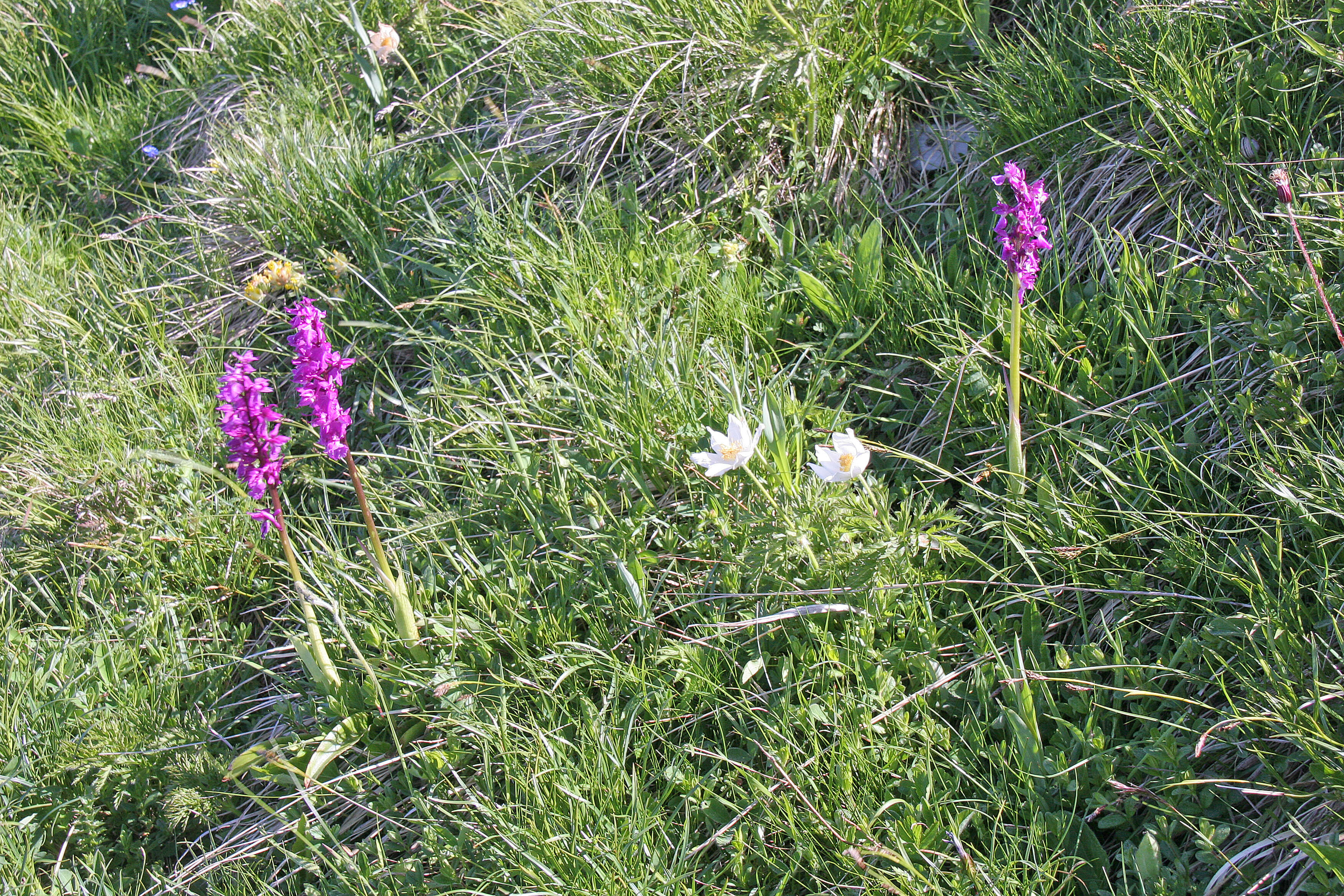 Image of alpine anemone