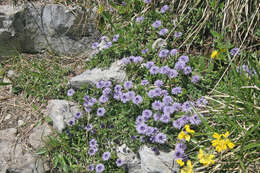 Image of Heart-leaf Globe Daisy