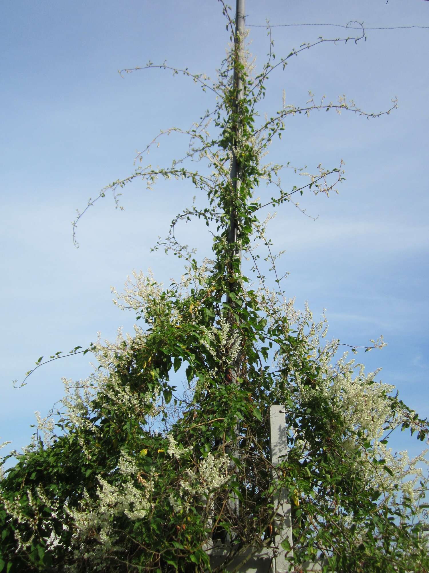 Image of Fallopia baldschuanica