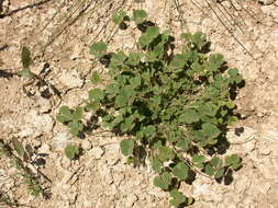 Image of Marsilea strigosa Willd.