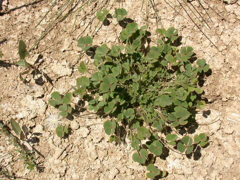 Слика од Marsilea strigosa Willd.