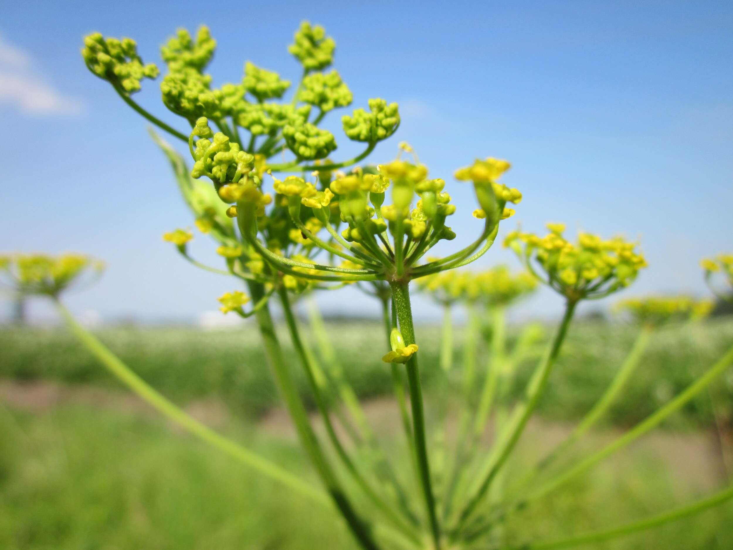 Image of wild parsnip